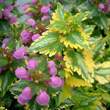 Anne Greenaway Lamium Dead Nettle Ground Cover