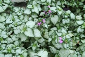 Dead Nettle Lamium maculatum  Ground Covers-General Information