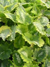 Golden Anniversary Dead Nettle Ground Cover