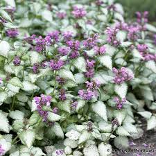 Orchid Frost Dead Nettle Ground Cover