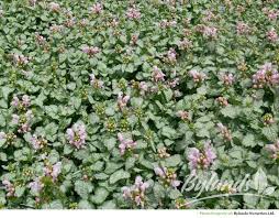 Lamium Pink Pewter Dead Nettle Ground Cover