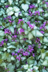 Lamium Dead Nettle Purple Dragon Ground Cover