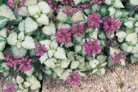 Lamium Red Nancy Dead Nettle Ground Cover