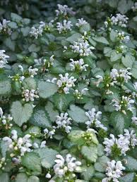 Lamium Dead Nettle White Nancy Ground Cover