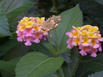 Lantana Compact