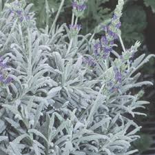 Lavender _General Information Herb