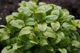 Lemon Balm Melissa officinalis Herb