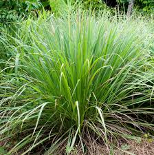 Lemon Grass Cymbopogon citratus Herb