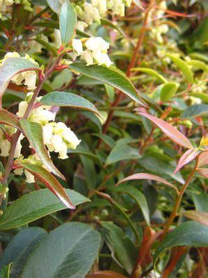 Leucothoe axillaris Coast Leucothoe