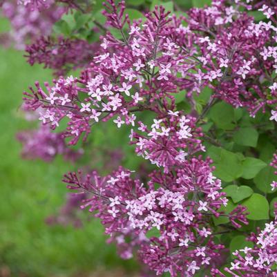 Syringa x Bloomerang® Dark Purple ('Bloomerang®') Bloomerang® Dark Purple Lilac