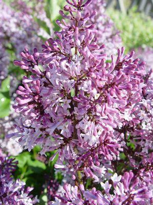 Syringa patula Miss Kim Miss Kim Lilac