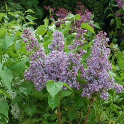 Syringa X hyacinthiflora Royal Purple Royal Purple Lilac