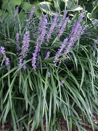 Big Blue Liriope muscan Ground Cover