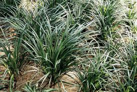 Liriope Lily Turf Ground Cover