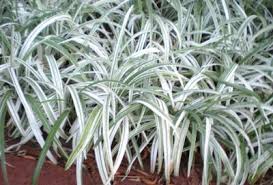 Liriope Silver Dragon Ground Cover