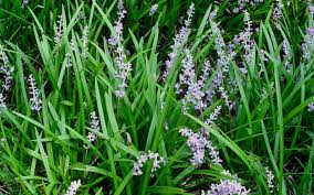 Liriope Spicata Ground Cover