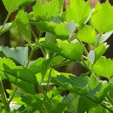 Lovage Levisticum officinale Herb