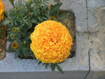 Marigold African