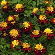 Marigold French