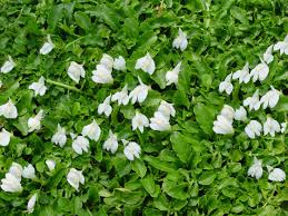 Mazus Alba cup Flower Ground Cover