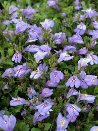mazus reptans Cup Flower Ground Cover