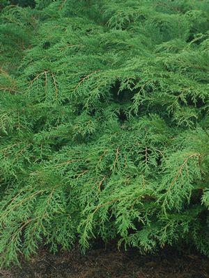 Microbiota decussata Russian Cypress