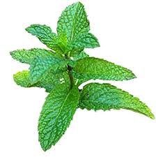 Mint Menta General Imformation