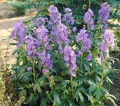 Aconitum/Monkshood/Arendsii