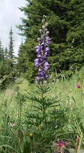 Aconitum/Monkshood/Napellus