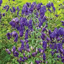 Aconitum/Monkshood/Sparks Valley