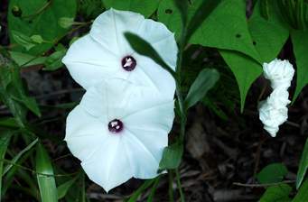 Ipomoea Morning Glory Vine