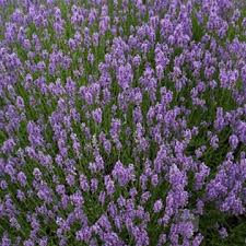 Munstead Lavender Herb