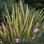 Phormium-New Zealand Flax