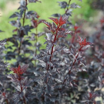 Physocarpus opulifolius Summer Wine® Black ('SMNPMS') Summer Wine® Black Ninebar