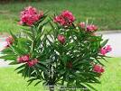 Nerium oleander-Oleander