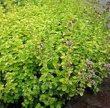 Autumn/Golden Oregano-Herb