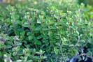 Compact Oregano-Herb