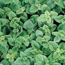 Greek Oregano-herb