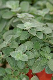 Hot & Spicy Oregano-Herb