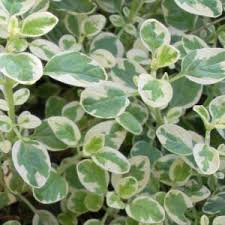 Variegated Oregano Herb