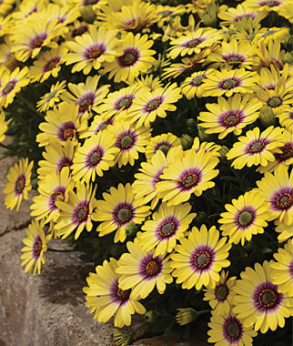 Osteospermum Trailing