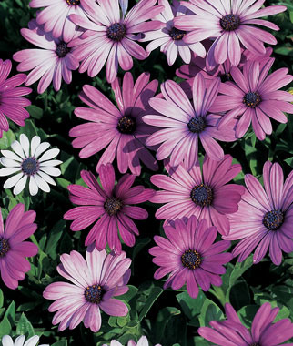 Osteospermum Upright