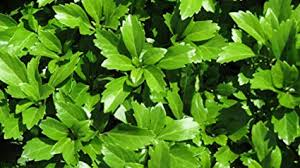 Pachysandra Green Sheen Ground Cover