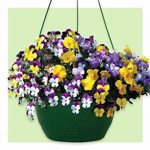 Pansy/Hanging Basket