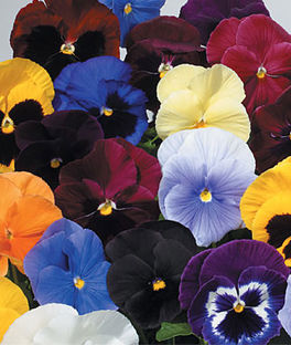 Pansy Many colors and types