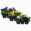 Pansy/Pack of 6