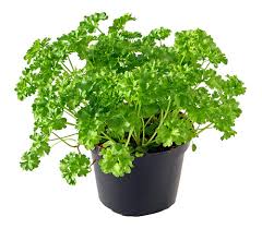 Parsley Petroselinum Herb-General Information
