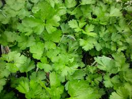 Giant Of Italy Parsley