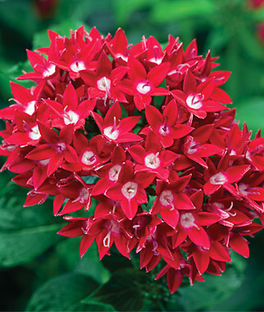 Pentas