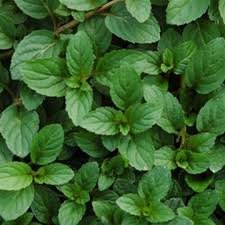 Peppermint Herb